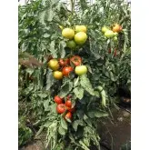 Seminte tomate Belle F1