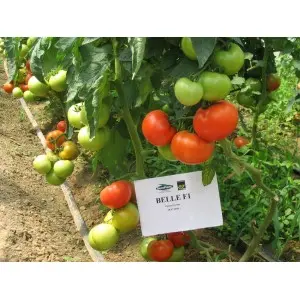 Seminte tomate Belle F1