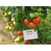 Seminte tomate Belle F1