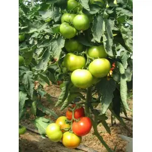 Seminte tomate Belle F1