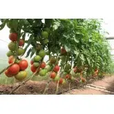 Seminte tomate Rally F1
