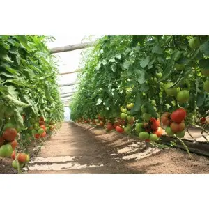 Seminte tomate Rally F1