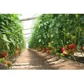 Seminte tomate Rally F1