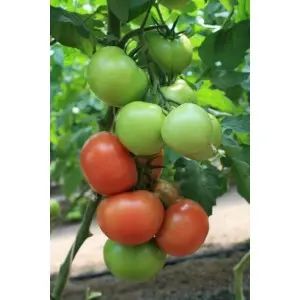 Seminte tomate Rally F1