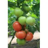 Seminte tomate Rally F1