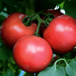 Seminte tomate Dimerosa F1