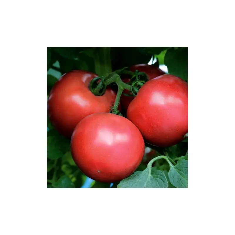 Seminte tomate Dimerosa F1