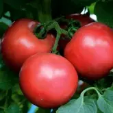 Seminte tomate Dimerosa F1