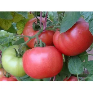 Seminte tomate Dimerosa F1