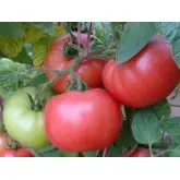 Seminte tomate Dimerosa F1