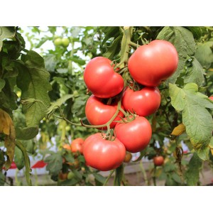 Seminte tomate Perugino F1
