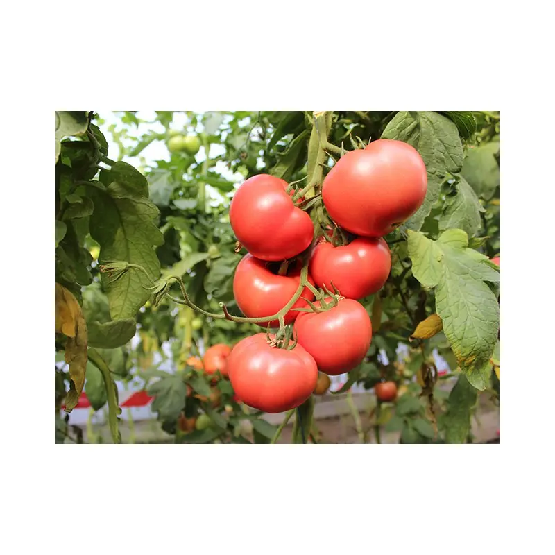 Seminte tomate Perugino F1