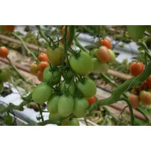 Seminte tomate Policarpo F1 Seminte tomate Policarpo F1