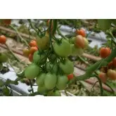 Seminte tomate Policarpo F1