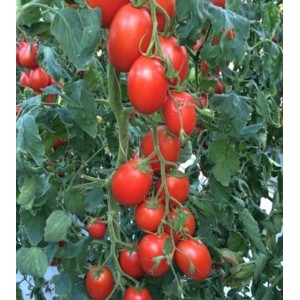 Seminte tomate Policarpo F1