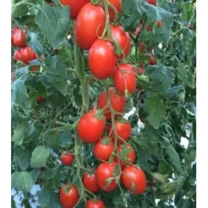 Seminte tomate Policarpo F1