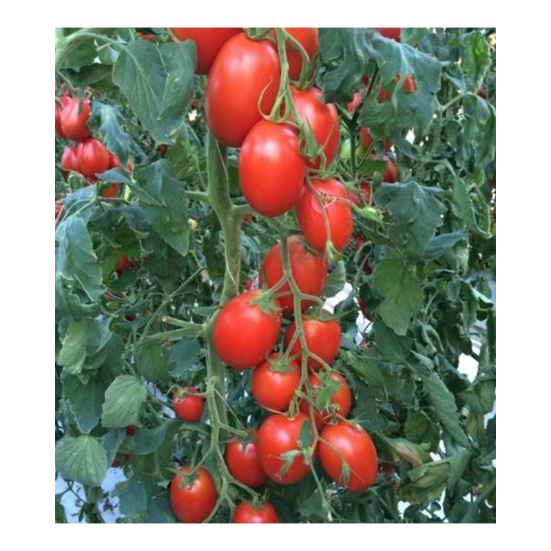 Seminte tomate Policarpo F1