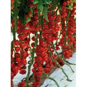 Seminte tomate cherry Sakura F1 Seminte tomate cherry Sakura F1