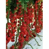 Seminte tomate cherry Sakura F1