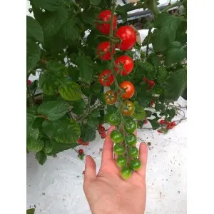 Seminte tomate cherry Sakura F1