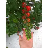 Seminte tomate cherry Sakura F1