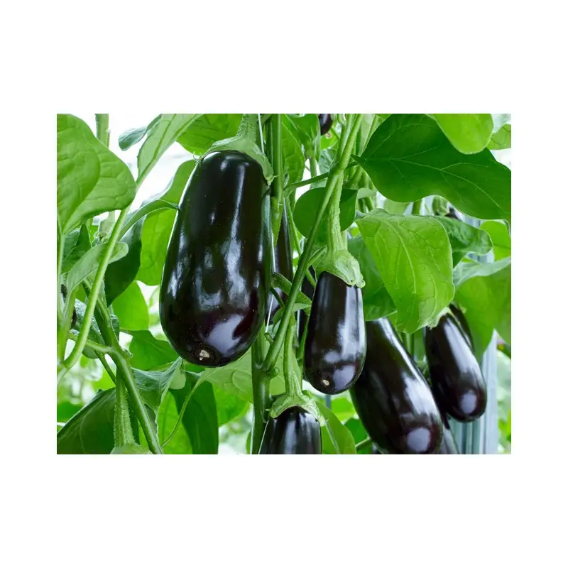 Seminte vinete Black Pearl F1