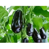 Seminte vinete Black Pearl F1