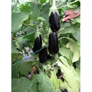 Seminte vinete Black Pearl F1