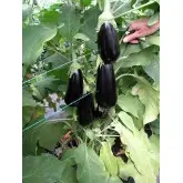 Seminte vinete Black Pearl F1