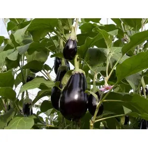 Seminte vinete Black Pearl F1
