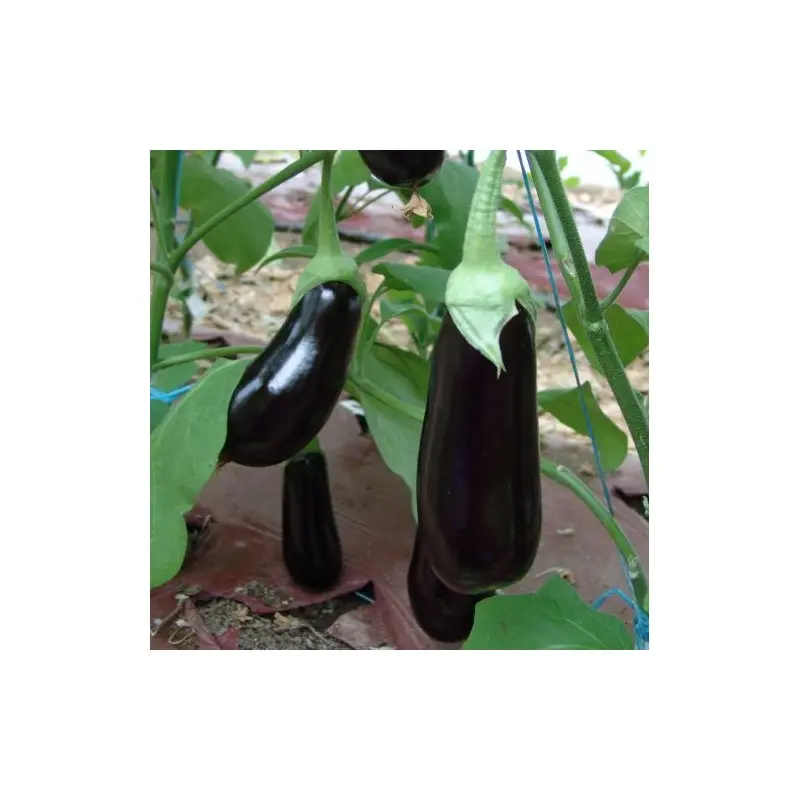 Seminte vinete Traviata F1