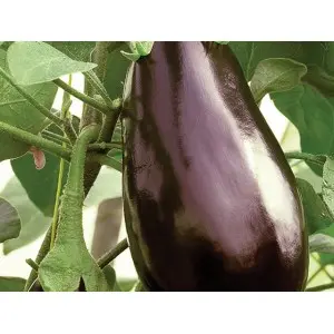 Seminte vinete Traviata F1
