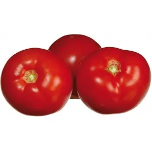 Seminte tomate Troy F1