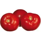 Seminte tomate Troy F1