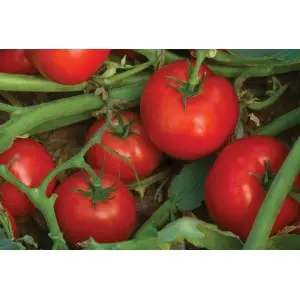 Seminte tomate Bella Rosa F1