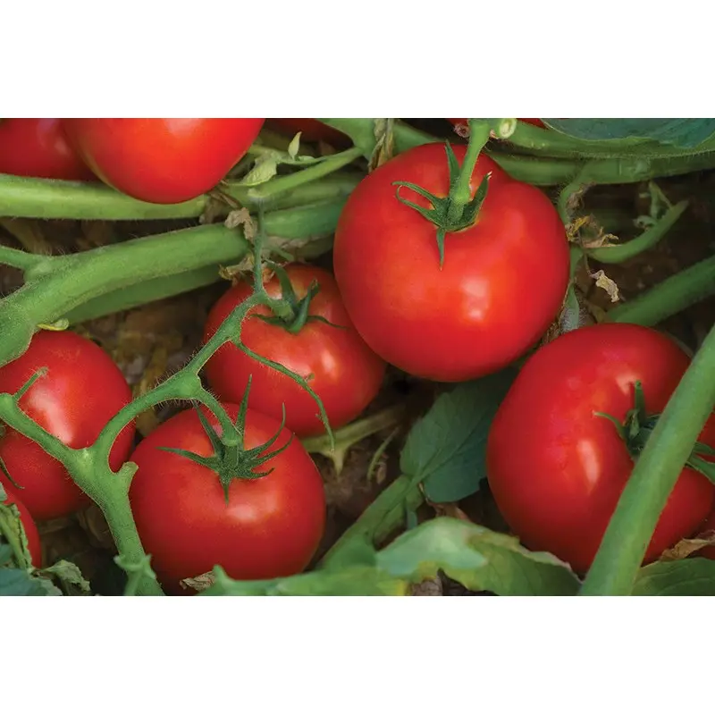 Seminte tomate Bella Rosa F1