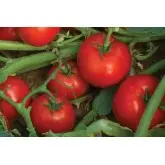 Seminte tomate Bella Rosa F1