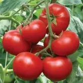 Seminte tomate Amapola F1