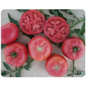 Seminte tomate Fuji Pink F1