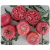 Seminte tomate Fuji Pink F1