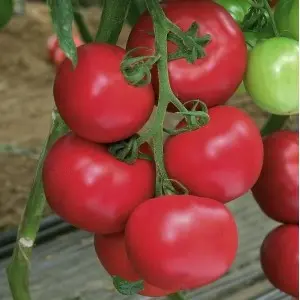 Seminte tomate Pink Impression F1