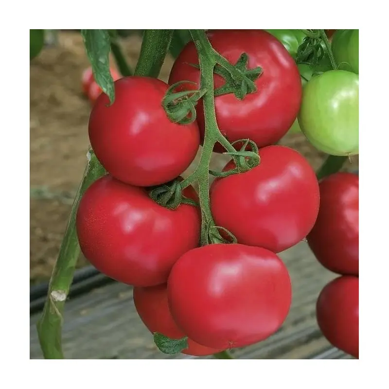 Seminte tomate Pink Impression F1