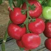 Seminte tomate Pink Impression F1