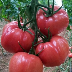 Seminte tomate Pink Wand F1