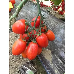 Seminte tomate Oceano F1