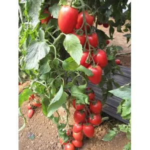 Seminte tomate Pink Pioneer F1