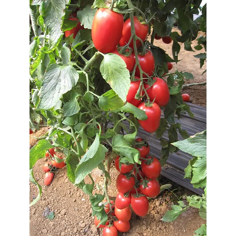 Seminte tomate Pink Pioneer F1