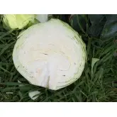 Seminte varza Coronet F1