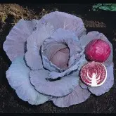 Seminte varza rosie Red Jewel F1