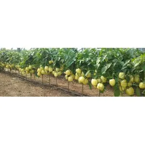 Seminte ardei gras Belladonna F1